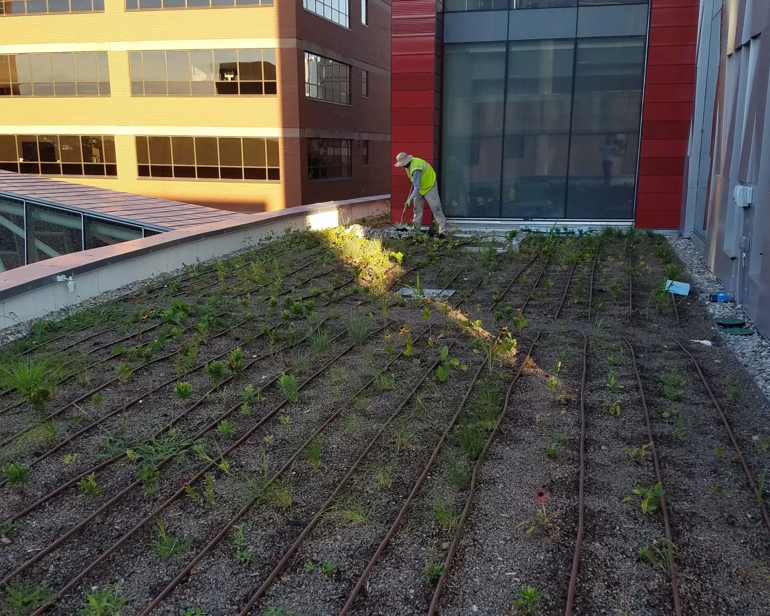 A man tends to plants in a rooftop garden, surrounded by greenery and cityscape in the background.