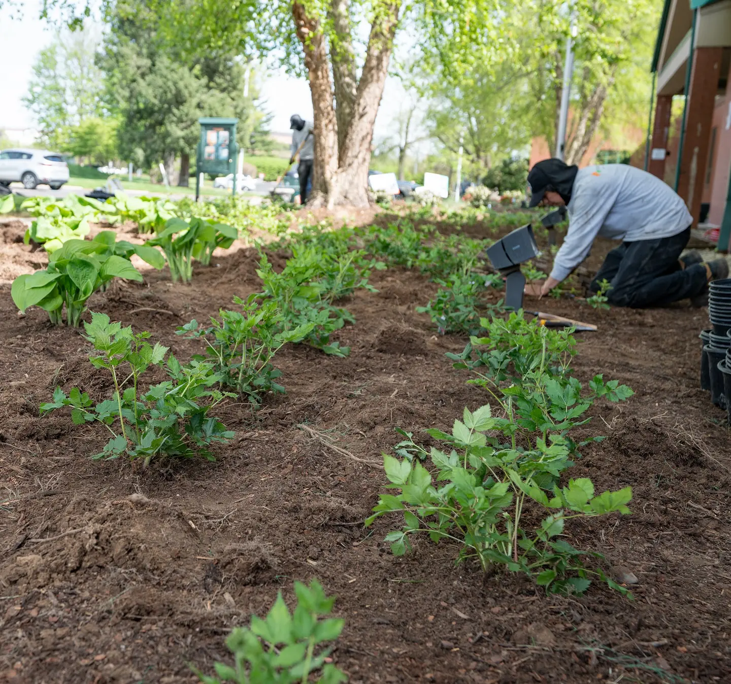 Seedlings being planted