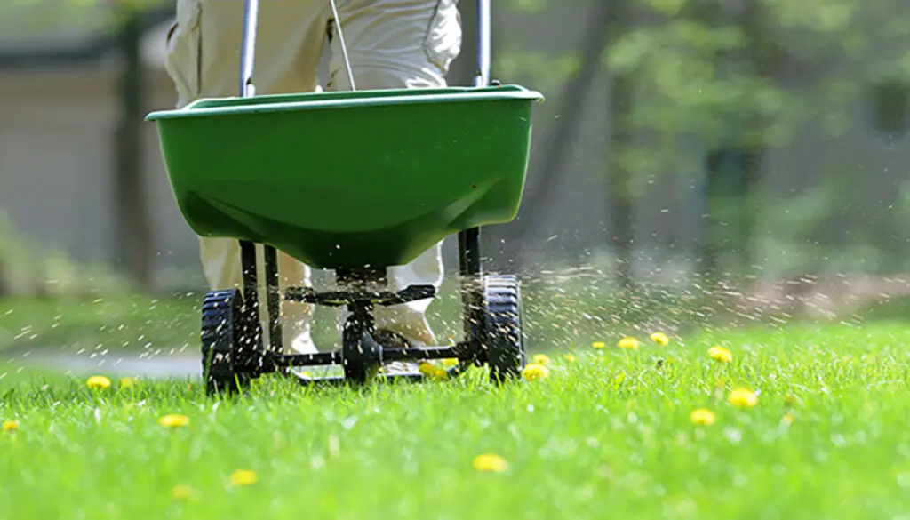 How to fertilize a lawn application technique of person pushing wheelbarrow