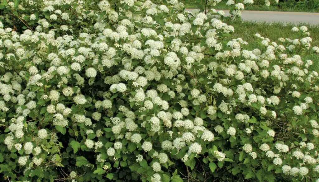 Ninebark, native flowering shrub to Louisville, KY.