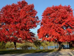 Red Maple