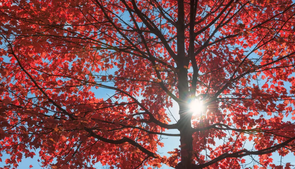 Sunlight behind red maple tree one of the easiest trees to grow