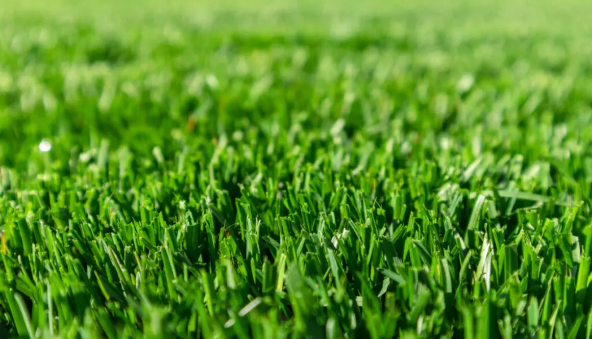Up close image of freshly cut grass