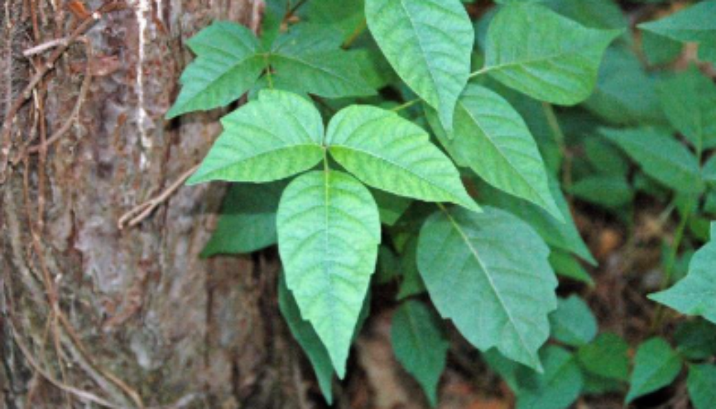 Poison Ivy showing three leaves