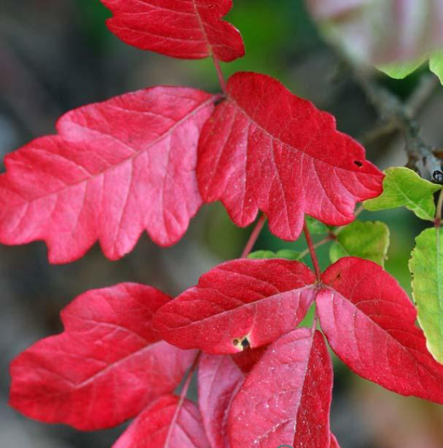 Poison Oak in the fall red leaves.