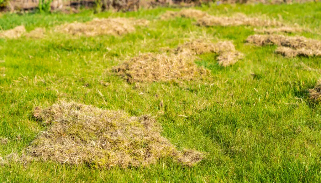 Removing organic debris (thatching) from a lawn.