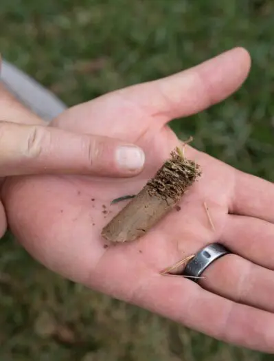 Dirt plug removed from the soil featuring a thatch layer which promotes root growth at the top.