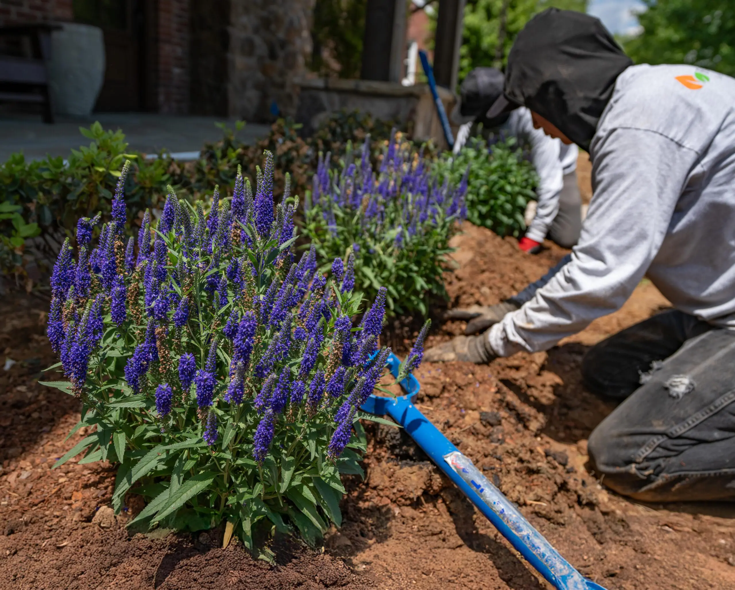 The Fransen Group adding vegetation to residential lawns