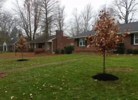 Leaf Removal