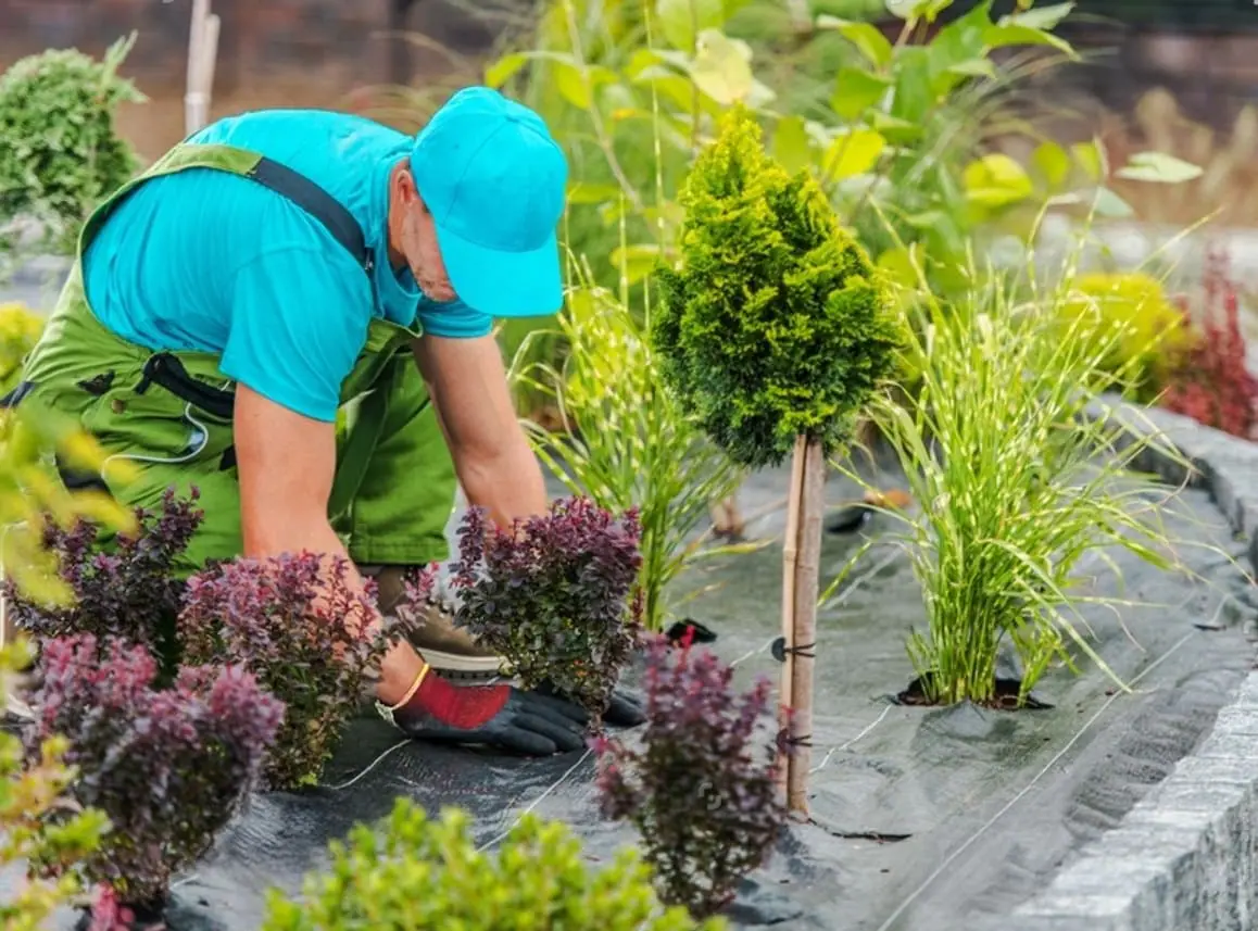 landscape_install_2 A gardener in a blue shirt and cap, with green overalls, is busy planting small shrubs and ornamental grass on a landscaped garden bed in Louisville. A young conifer tree stands in the foreground, with the area prepped for this Kentucky landscape install using weed barrier fabric.