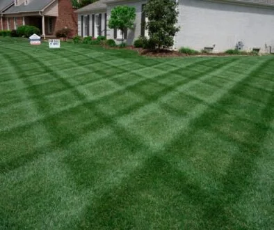 Manicured lawn