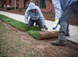 Turf Rejuvenation
