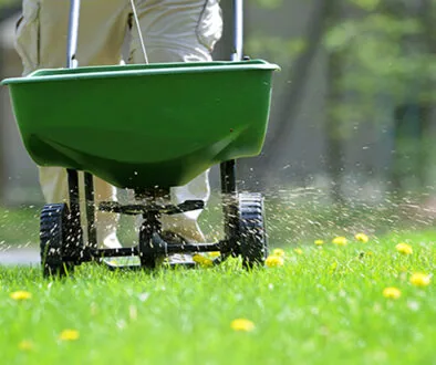How to fertilize a lawn application technique of person pushing wheelbarrow