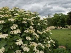Arrowwood Viburnum Arrowwood Viburnum