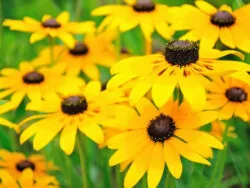 Blacked Eyed Susan