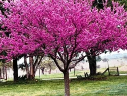 Eastern Redbud Eastern Redbud