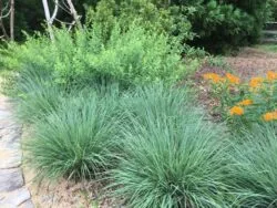 Little Bluestem