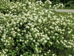 Ninebark Ninebark