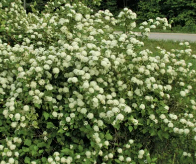 Ninebark, native flowering shrub to Louisville, KY.