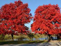 Red Maple Red Maple