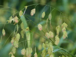 Riveroats