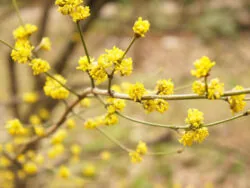 Spicebush Spicebush