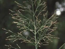 Switchgrass