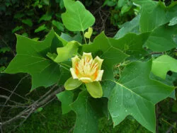 Tulip Poplar Tulip Poplar