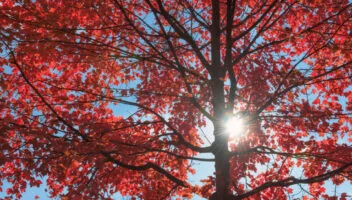 Top 10 Easiest Trees to Grow in Louisville, Kentucky