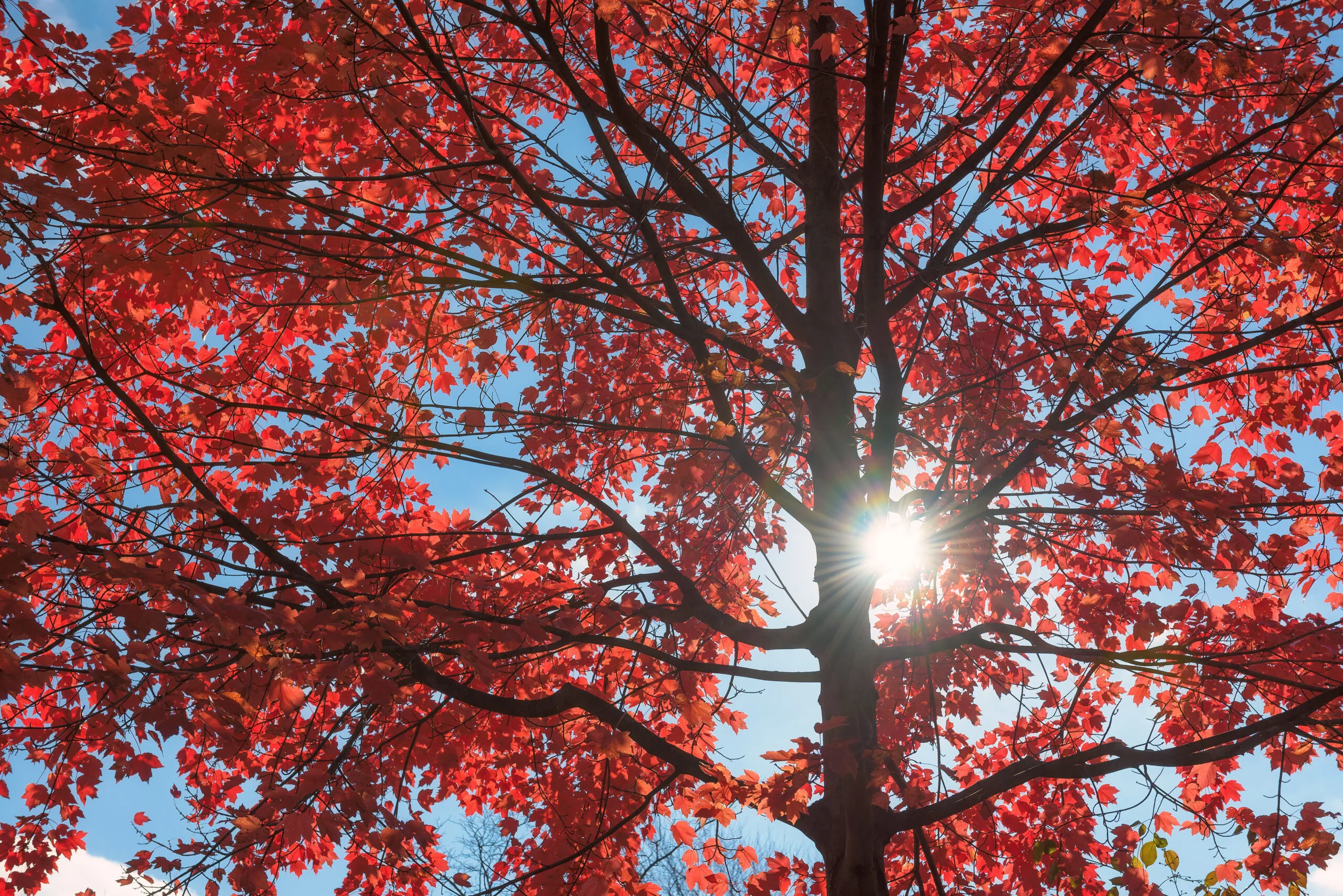 Top 10 Easiest Trees to Grow in Louisville, Kentucky - Fransen Group