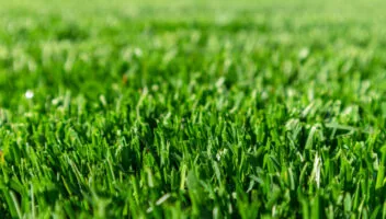 Fun Fact of the Day – What is That Fresh Cut Grass Smell?