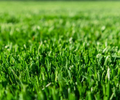 Up close image of freshly cut grass
