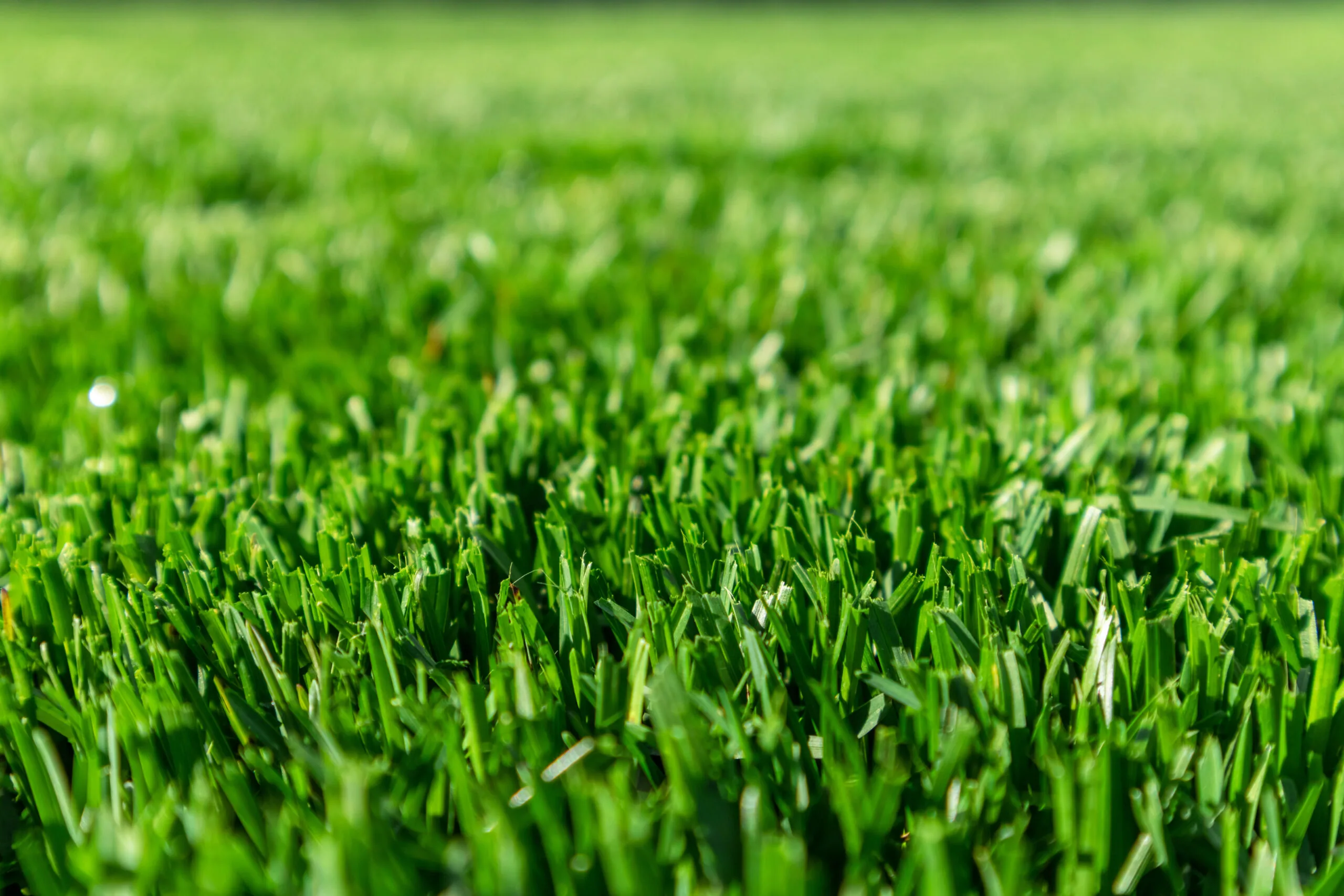 Up close image of freshly cut grass