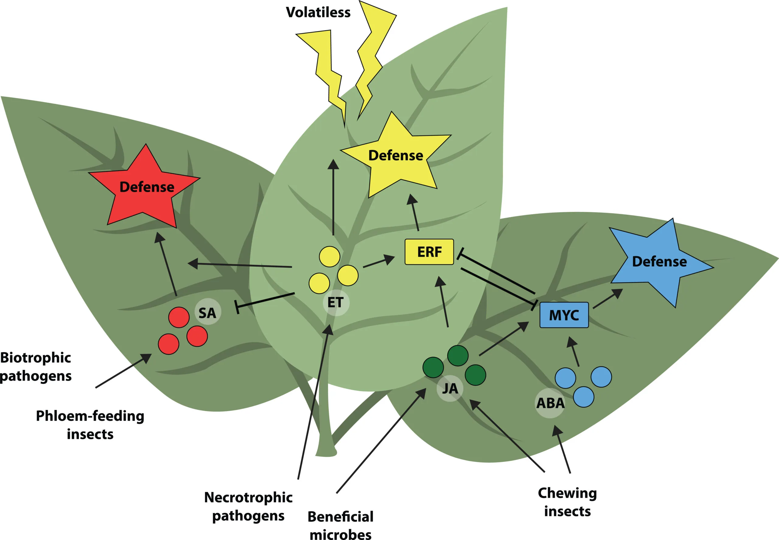 Diagram of Green Leaf Volatiles being released from a leaf