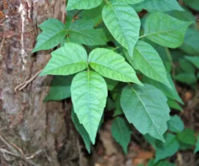 Poison Ivy showing three leaves