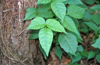 Poison Ivy Poison Ivy showing three leaves