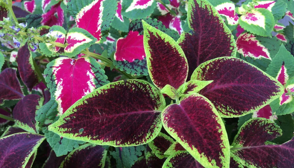 A bed of purple and green Sun Coleus Flowers