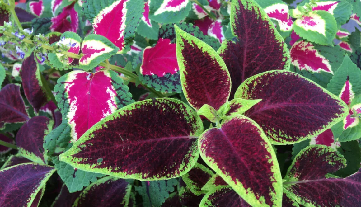 A bed of purple and green Sun Coleus Flowers