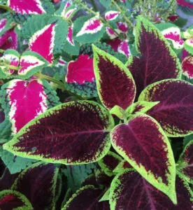 Landscape & Horticultural