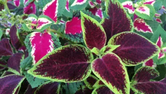 Landscape & Horticultural