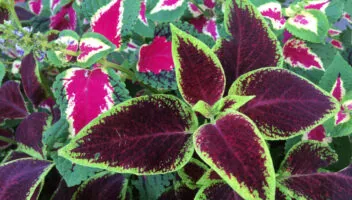 10 Underrated Annuals & Tropicals That Add Bold Color to Landscape Beds