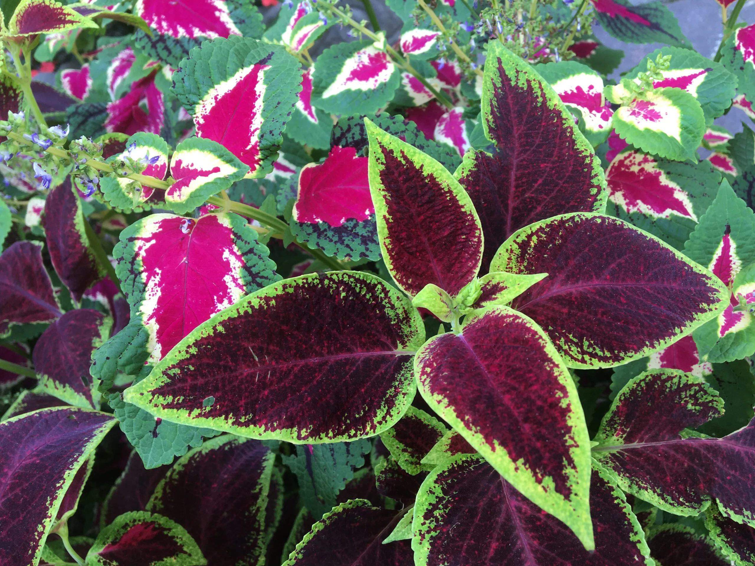A bed of purple and green Sun Coleus Flowers