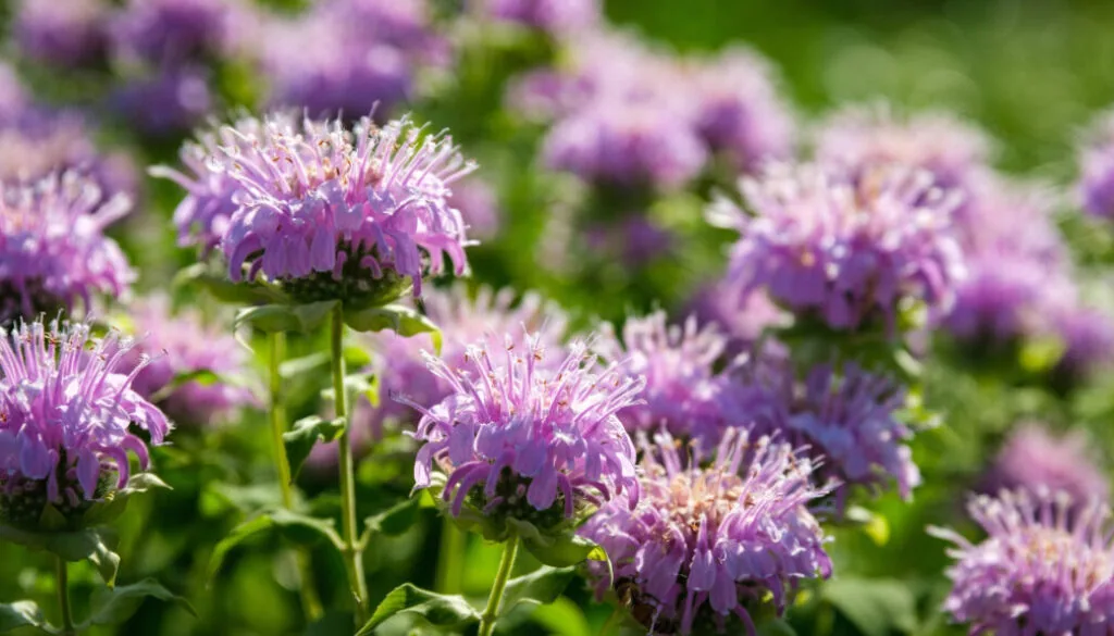 Close up of purple Eastern Bee Balm back lit by the sun, in a nature preserve