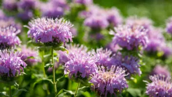 10 Perennials You Should Cut Back in the Summer for More Blooms