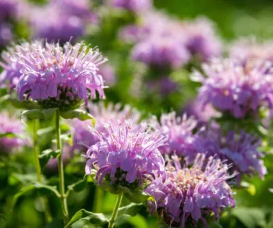 Close up of purple Eastern Bee Balm back lit by the sun, in a nature preserve
