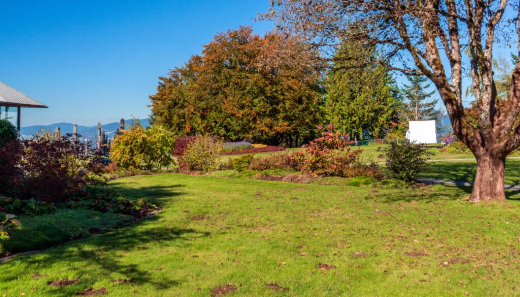 Freshly aerated lawn in the fall