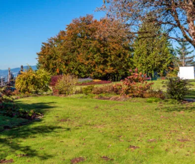 Freshly aerated lawn in the fall