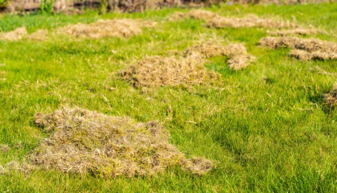 Removing organic debris (thatching) from a lawn.