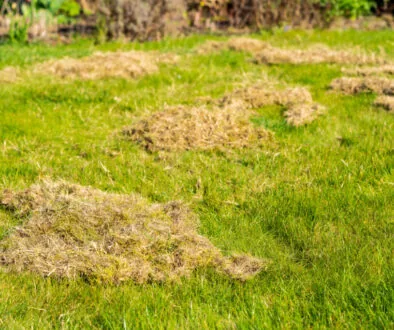 Removing organic debris (thatching) from a lawn.