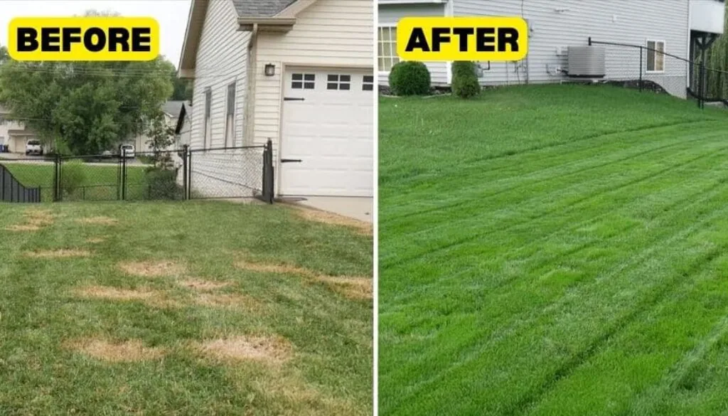 Comparison before and after of an unhealthy lawn and a healthy lawn after the use of power seeding.